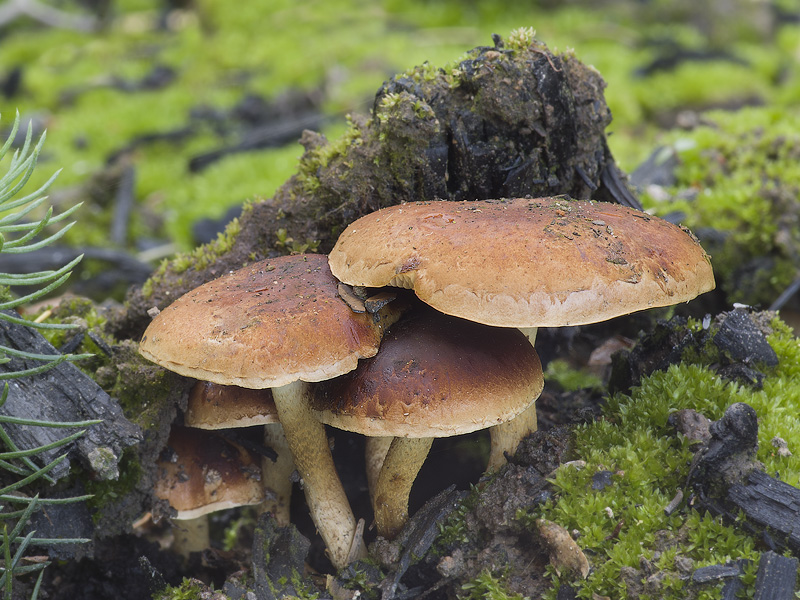 Pholiota highlandensis